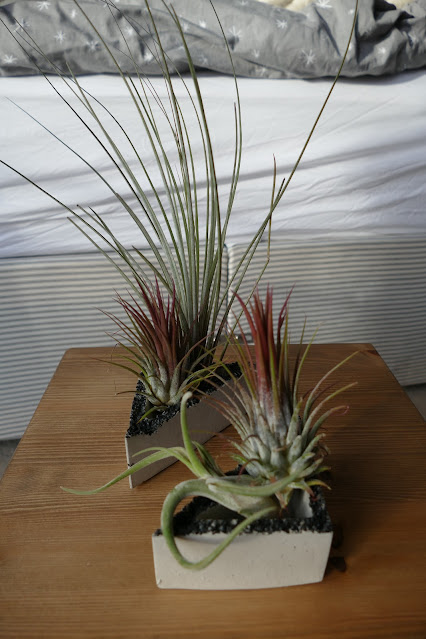 Botanica Verde Shop etsy, Botanica Verde Shop  reviews, Botanica Verde Shop  review, Botanica Verde Shop blog review, air plants for studio flats, best plants for studio flats, best plants student dorms, air plant decoration, studio apartment plants best, air plants buy etsy