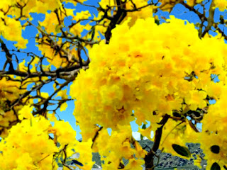 Tabebuia Argentea | Tree of Gold