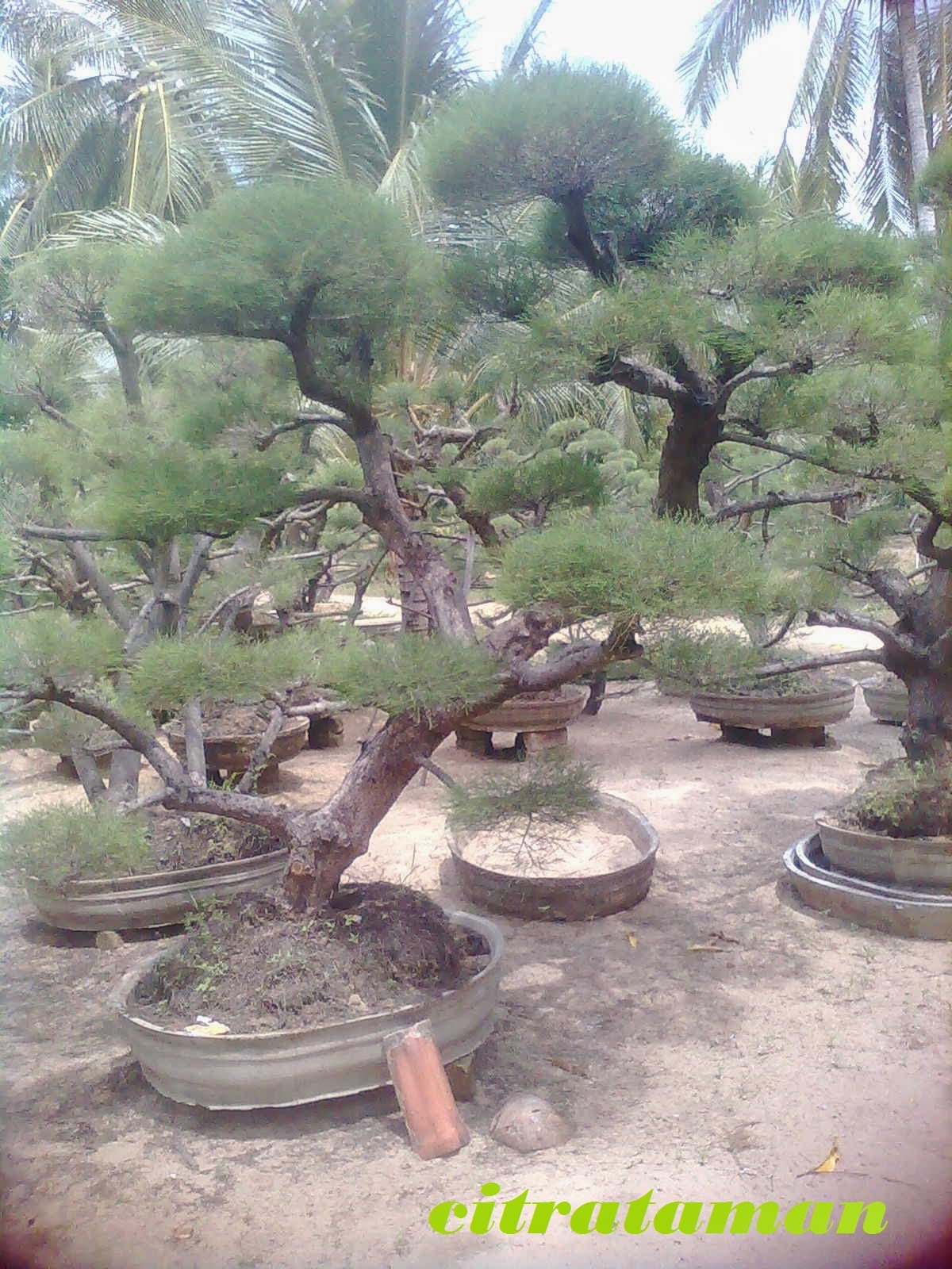 CITRA TAMAN: tukang pohon bonsai,jual cemara udang,beringin korea 