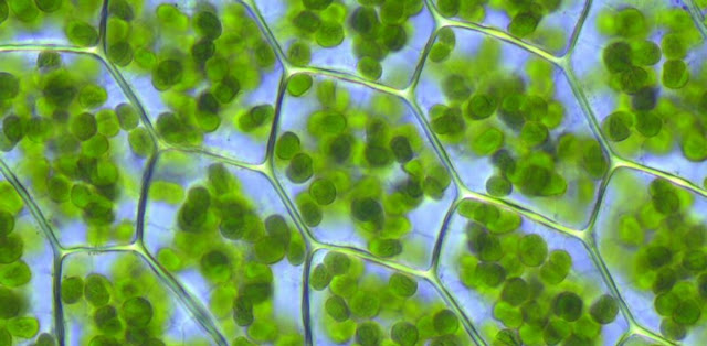 Cloroplastos y celulas de las plantas