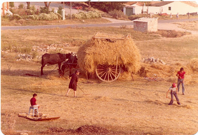 recogida de la torna en la era