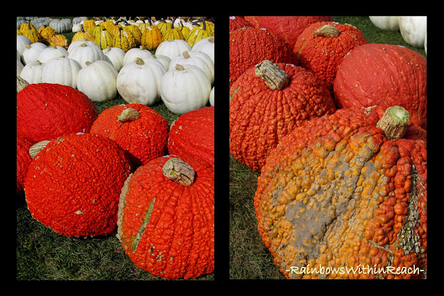 photo of: Pumpkin Variations from RainbowsWithinReach