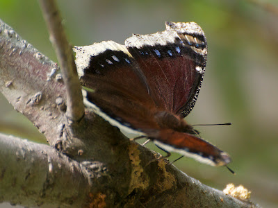 Mourning Cloak (Nymphalis antiopa)