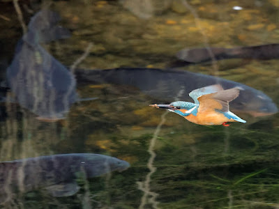 カワセミのオスはそれからお魚捕りに出かけたとさ