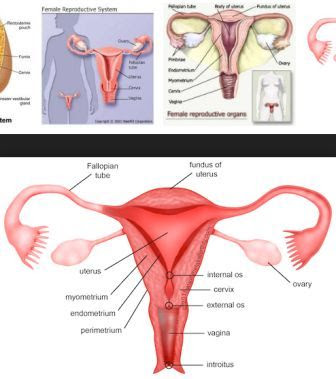 Pembahasan Sistem Reproduksi Manusia (Organ Reproduksi Wanita)