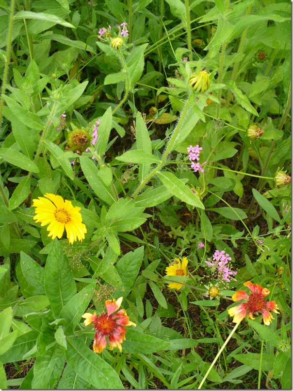 wildflowers