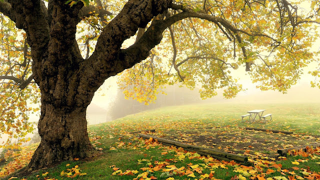 Autumn park scenery tree fog leaves HD Wallpaper