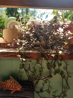Callisia repens, Pflanze wächst durch das Fenster ins Haus hinein