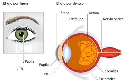 Resultado de imagen de sentido de la vista dibujo para niÃ±os