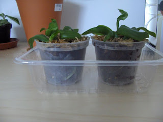 Phalaenopsis kuntrarti rarashati x lindenii Seedlings in vaso con bark e sfagno vista frontale