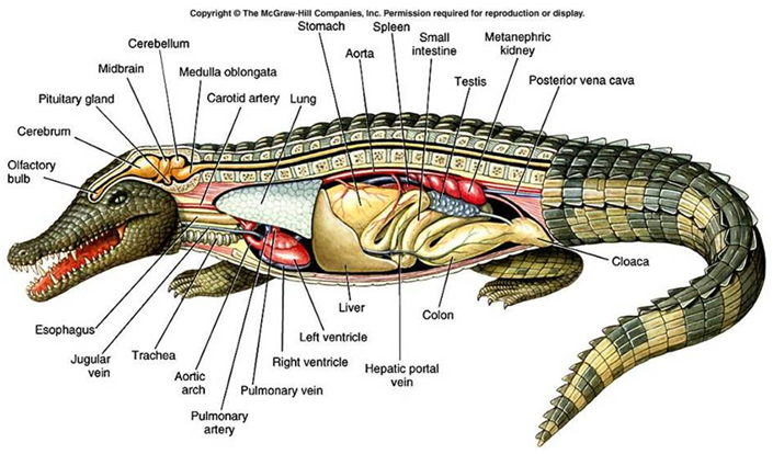 Pengertian Struktur Tubuh Ciri  dan Klasifikasi Reptil  