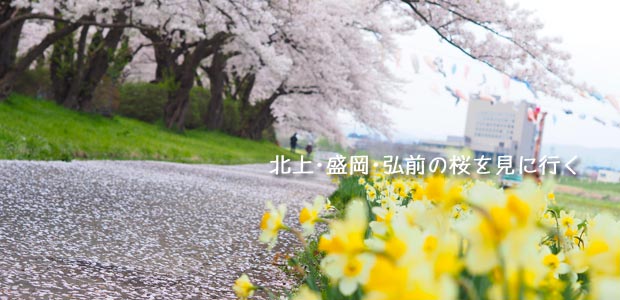 弘前城の桜を訪ねて、北上･盛岡へも！
