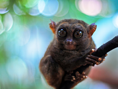 Philippine Tarsier monkey photo