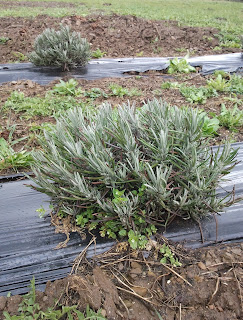 Lavandula officinalis, sinonimi su Lavandula angustifolia,Lavandula vera