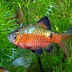 Peaceful Freshwater Fish - The Rosy Barb