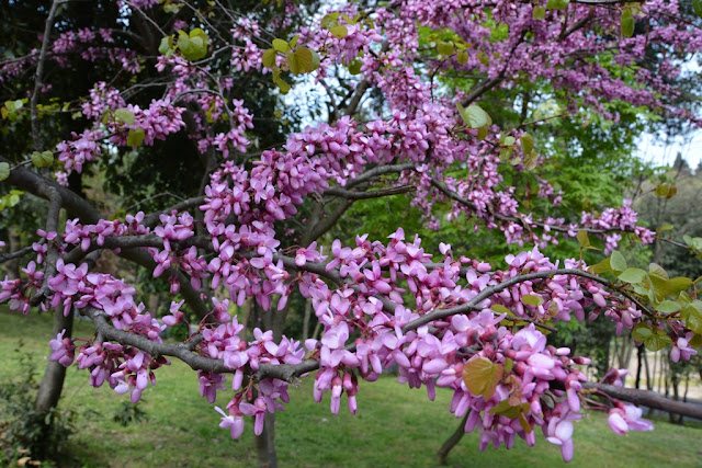 Yildiz Park Istanbul Blosoms