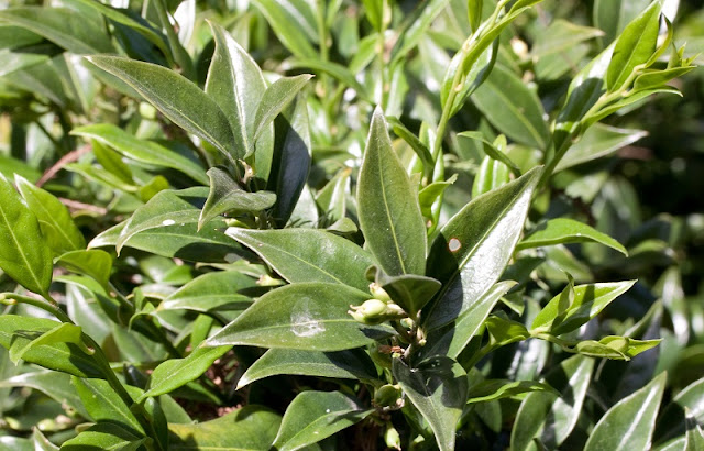 Feuillage de Sarcococca confusa - Jardin botanique de Strasbourg - France