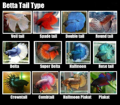 different tail betta fish