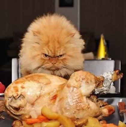 cat-wants-chicken