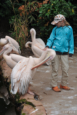 Pelikaaneja silittelemässä, Erlebnis Zoo Hannover