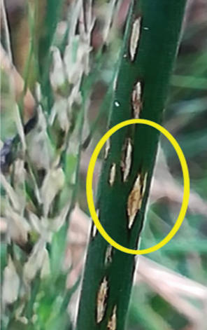 The spike blight symptoms of wheat blast are often confused with Fusarium head  scab