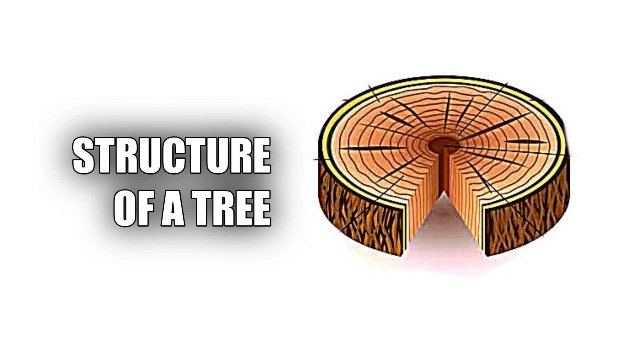 Parts of a Tree Trunk: Anatomy & Function