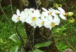 Perkembangan Flora Anggrek  Moon Orchids Phalaenopsis 