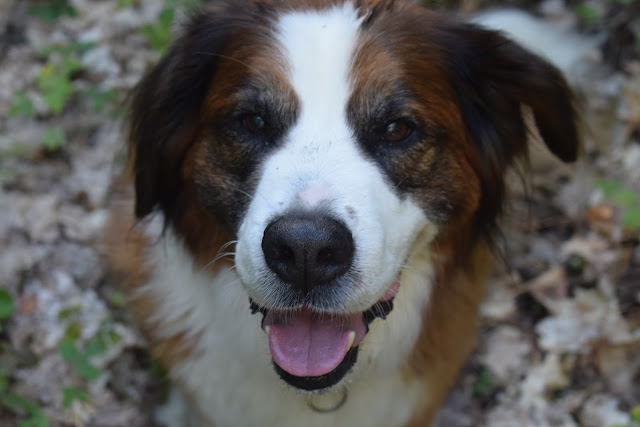 Paws For Reaction Saint Bernese dog Stacey McIntyre-Gonzalez photography