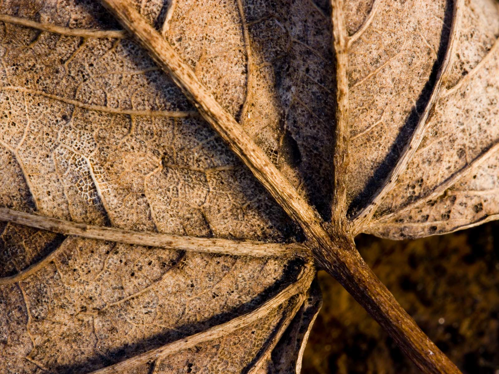 Wallpaper.+Brown+Leaf.jpg