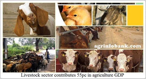 Livestock sector contributes 55pc in agriculture GDP