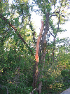 Tree broken by lightening/ wind storm