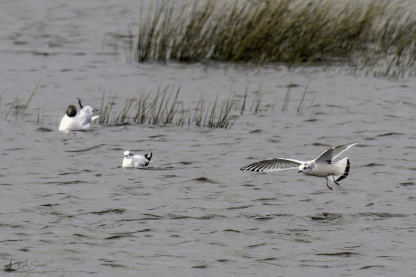 Little gull