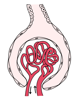 Gambar glomerulus