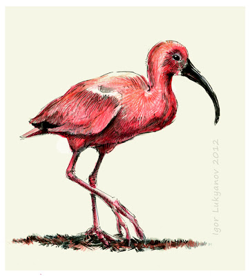 the red ibis bird, Scarlet Ibis