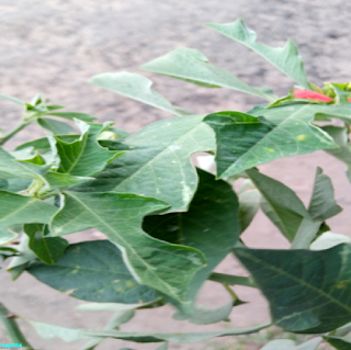 SUMMER POINSETTIA LEAVES - பால்பெருக்கி இலைகள்