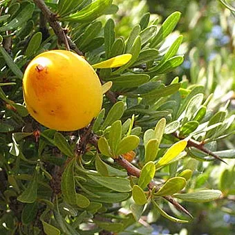 Argania spinosa L. / ⴰⵔⴳⴰⵏ / argan / L’Arganier /  لَوْزُ، البَرْبَرِ، شَجَرَة ألأركانة / Sapotacées (Sapotaceae)