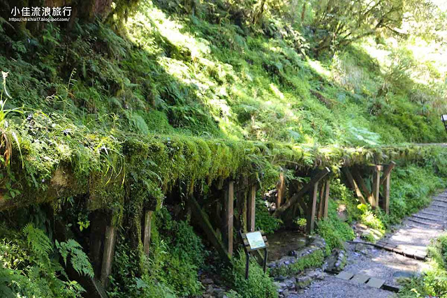 見晴古道最大的特色就是迴曲折的S型鐵道遺跡，經過長時間歲月，已經與當地的蕨類植物共生、融為一體。