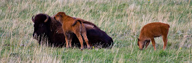 Custer State Park Black Hills SD Buffalo Bison Calves by Dakota Visions Photography LLC www.dakotavisions.com