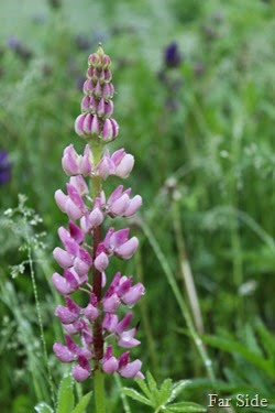 Lupine