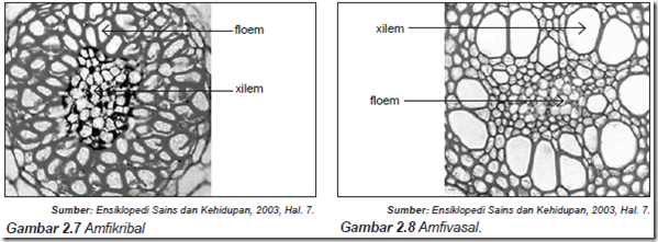 Gambar mafikribal dan amfivasal
