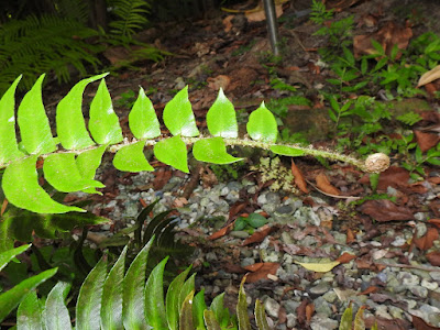 Frond of Scale-stem Cyrtomidictyum