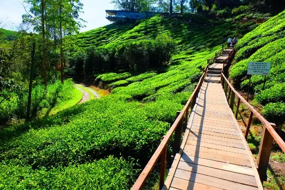 Ladang teh BOH sungai palas cameron highland