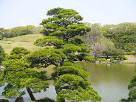 万博公園・日本庭園・名木クロマツ