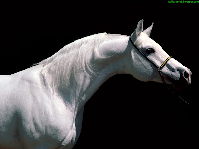 Horse Standard Resolution Wallpaper 34