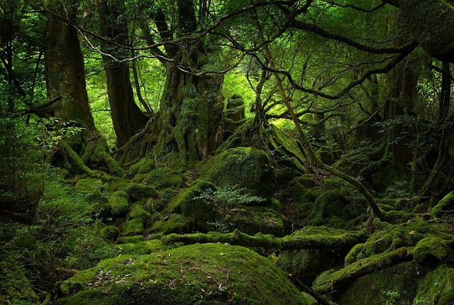 Apakah Hutan di Indonesia Berbahaya seperti Hutan Amazon?