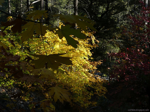 leaves in yellow and red