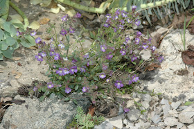 Dwarf Snapdragon