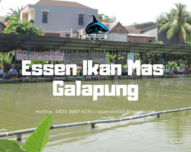https://rajaessentsm.blogspot.com/2018/12/essen-ikan-mas-galapung-paling-jitu.html