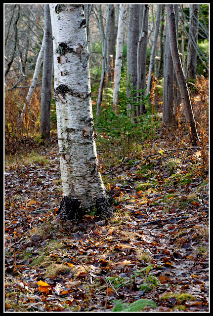 Nova Scotia; Tree; Birch