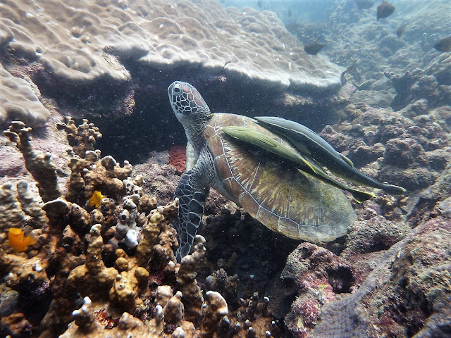 Photo of the endangered green turtle, diving Hat Nai Yang, Phuket